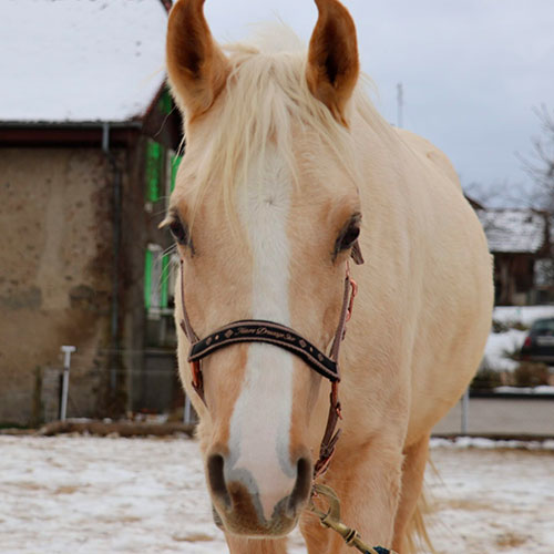 Un cheval apaisant, symbole d'espoir et de connexion dans le cadre de l'équicoaching et de l'équithérapie.